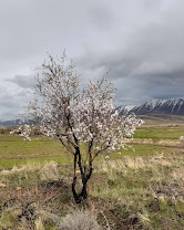 تاریخچه ویست